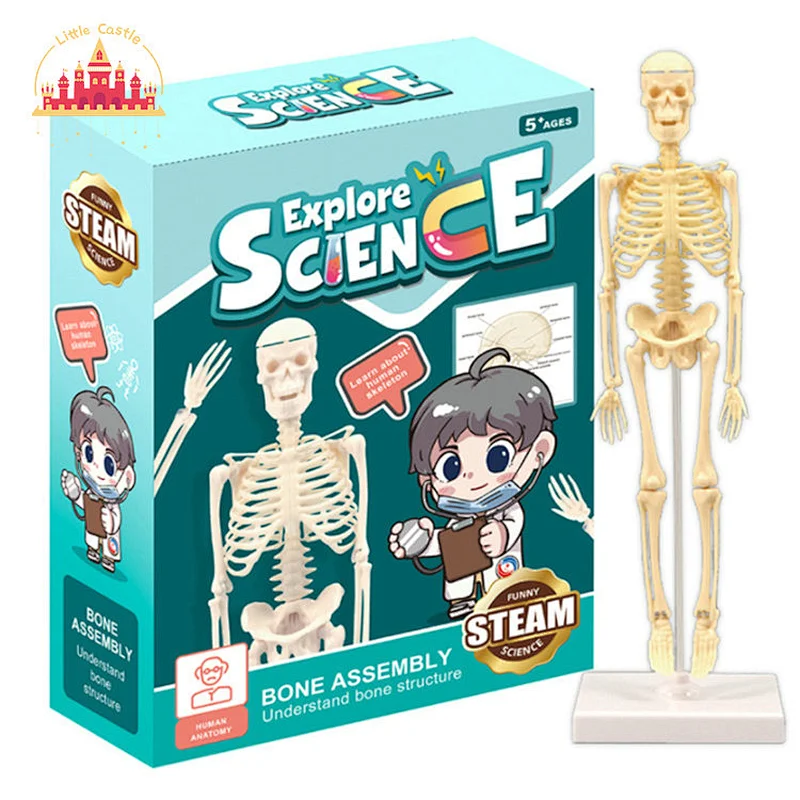 Popular Science Experiment Toy Plastic Bone Assembly Simulation Human Model SL17A059