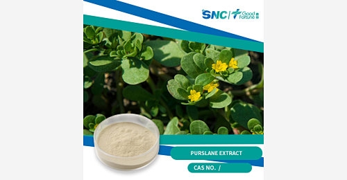 Purslane Extract - SNC | Good Fortune