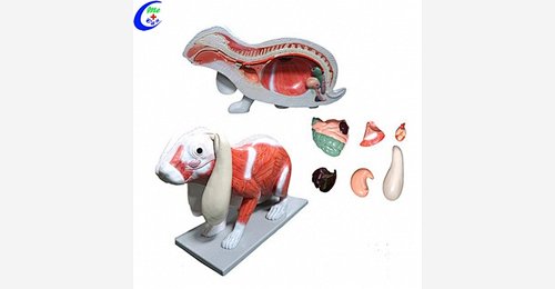 - Guangzhou MeCan Medical Limited