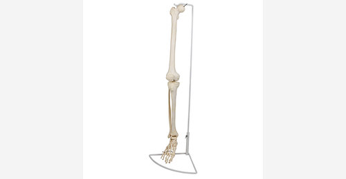 Leg Skeleton Model